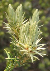 Phylica plumosa