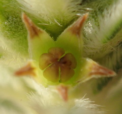 Phylica plumosa
