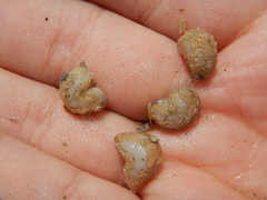 Pentamera pulcherrima