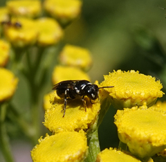 Hylaeus nigritus