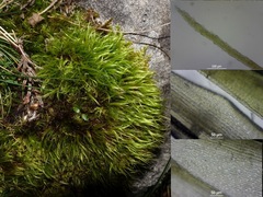 Flexitrichum gracile