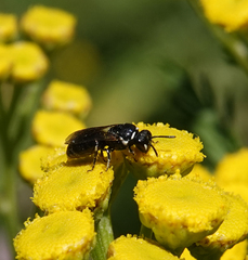 Hylaeus nigritus