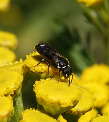 Hylaeus nigritus
