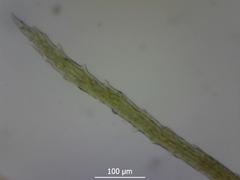 Flexitrichum gracile