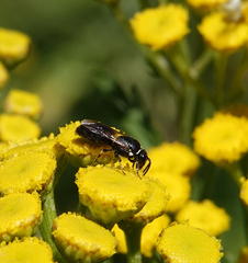Hylaeus nigritus