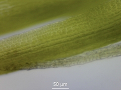 Flexitrichum gracile