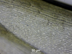 Flexitrichum gracile