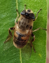 Eristalis tenax