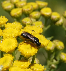 Hylaeus nigritus