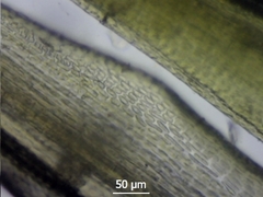 Flexitrichum gracile