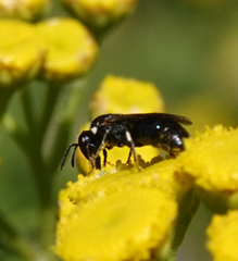 Hylaeus nigritus