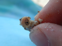 Pentamera pulcherrima