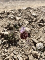 Monardella australis cinerea