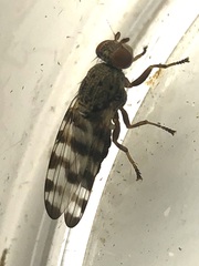 Pseudotephritina