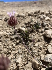 Monardella australis cinerea