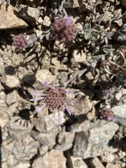 Monardella australis cinerea