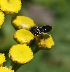 Hylaeus nigritus