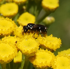 Hylaeus nigritus