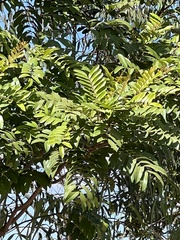 Zanthoxylum rhoifolium