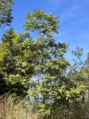 Zanthoxylum rhoifolium