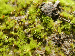 Ptychostomum cyclophyllum