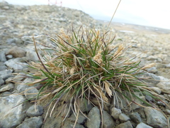 Poa abbreviata