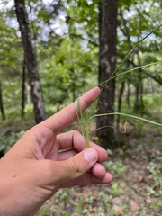 Dichanthelium linearifolium werneri