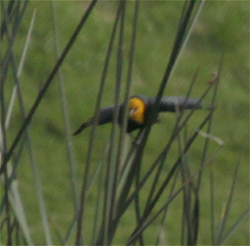 Yellow-hooded Blackbird illustration