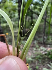 Dichanthelium linearifolium werneri