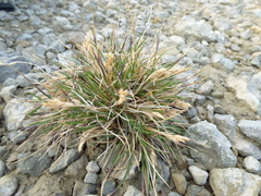 Poa abbreviata