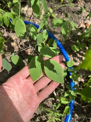 Desmodium laevigatum