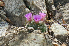Mammillaria wrightii wilcoxii