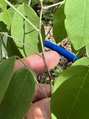 Desmodium laevigatum