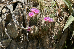 Mammillaria wrightii wilcoxii