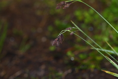 Carex atratiformis