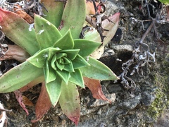 Dudleya caespitosa
