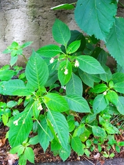 Impatiens parviflora