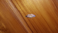 Eulepte concordalis