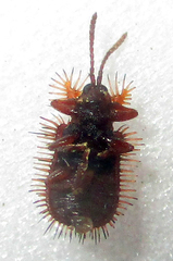 Dicladispa comata
