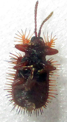 Dicladispa comata