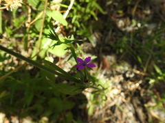 Dianthus armeria