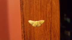 Idaea similinea