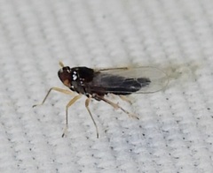 Pissonotus piceus
