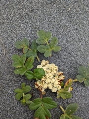 Glehnia littoralis