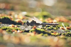 Cordulia shurtleffii