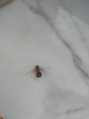 Lasius