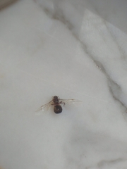 Lasius