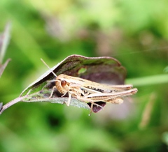 Euchorthippus pulvinatus