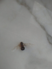 Lasius