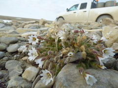 Cerastium nigrescens arcticum